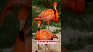 Flamingo chicks 🦩🩷 5 FACTS cute animals facts [upl. by Elleuqram]