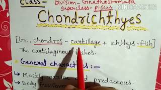 Class chondrichthyes characters and classification in Hindi [upl. by Cord334]