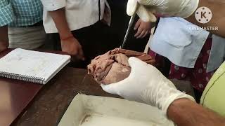 Dissection Of Heart Of OX  🐄 Vet 1st Year Anatomy [upl. by Yelraf365]