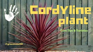 Discover the Beauty of cordyline plants care Tips amp varieties [upl. by Ardnikat864]