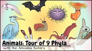 Animals Tour of 9 Phyla [upl. by Moskow]