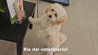 Bia va dal veterinario  CiurmaMom [upl. by Eiblehs]