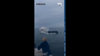 Whale capsizes boat off coast of New Hampshire [upl. by Limaj]