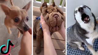 Ultimate Funniest Dogs and Cutest Puppies of TIKTOK Compilation [upl. by Aneehs]