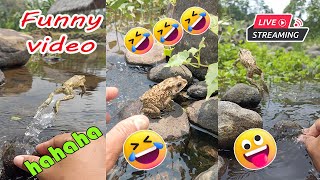 Catching frog funny make you laugh  cute animal video short  funny catc frog for fun [upl. by Serra]