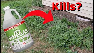 Does using a natural weed killer like vinegar actually work [upl. by Aniwde]