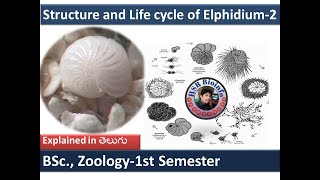 Structure and Life cycle of Elphidium2  Life cycle of Elphidium protozoa HSR Bioinfo [upl. by Attenol]