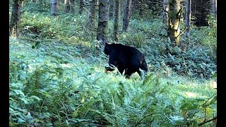 American Black Bear Walks by Our Trail Camera [upl. by Blodgett859]