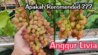 ANGGUR LIVIA  REVIEW APAKAH VARIAN YANG RECOMENDED [upl. by Aderfla]