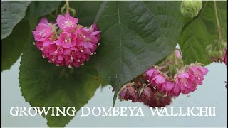 Growing Dombeya Wallichii or Tropical Hydrangeaডমরুপাণি গাছের পরিচর্যা In love with soil [upl. by Ezechiel]