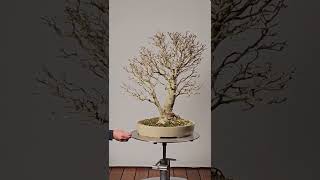 Fraxinus ornus Manna Ash bonsai in autumn without foliage marosbonsai [upl. by Absalom]