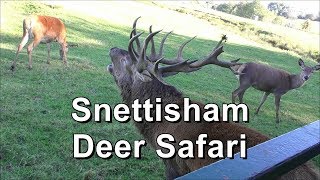 Snettisham Park Deer Safari October 2018 [upl. by Gordy34]