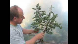 Italian Cypress Bonsai Styling Demonstration [upl. by Marleen]