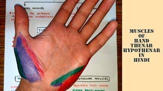 Muscles of hand  Thenar  Hypothenar  med tutorials [upl. by Aivizt]