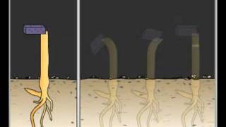 IB Biology 917 Phototropism and Auxin [upl. by Oakleil]