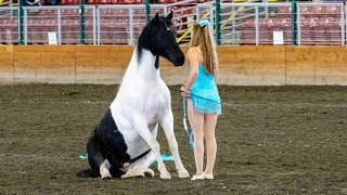 Liberty and Free Riding Performance at the Evergreen State Fair [upl. by Penni65]