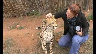 Petting a cheetah [upl. by Gnaw]