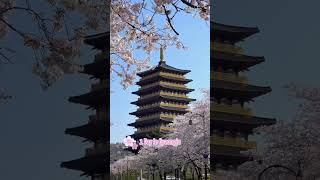 10 Days Cherry Blossom Itinerary in South Korea cherryblossom [upl. by Ythomit]