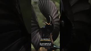 This birds mating dance will blow your mind [upl. by Nabla]