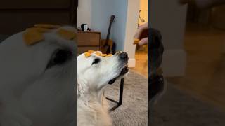 The Incredible Food Balancing Skills of This Golden Retriever [upl. by Harlie453]