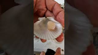 pasco scallop season is back till 92424 fish florida scallops [upl. by Yendirb]