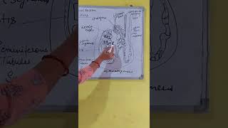 Structure of testisReproductive systemclass10biologyicse cbse [upl. by Joao]