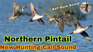 Northern pintail duck new hunting call sound  Pintail duck ki awaz  Northern Pintail Best Sound [upl. by Saree]