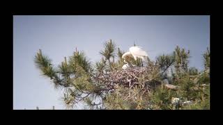 Spoonbill on nest with it’s chicks [upl. by Ardnayek]