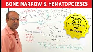 Bone Marrow and Hematopoiesis  Blood Cells Formation [upl. by Peisch]