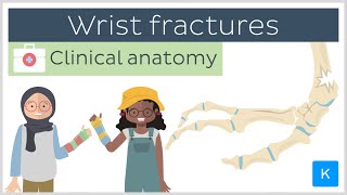 Forearm fractures Wrist fractures  Clinical Anatomy  Kenhub [upl. by Geraint925]