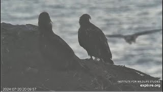 West End Eagles  Koa Treasure amp Sterling SPECTACULAR SOARING Thunder amp AK Chased By Kids 72024 [upl. by Aryahay]