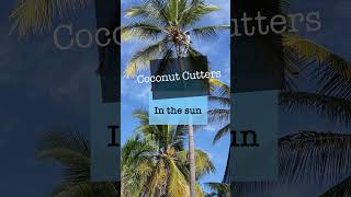 Coconut Cutters 🌅 TropicalMusic [upl. by Held4]