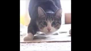 Funniest Cat Dance  Cat Wiggle Wiggle Wiggle  10 Minutes Version [upl. by Ahmar]