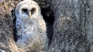 Baby Owl Up Close In Nest Hole Of Tree [upl. by Yelhsa]