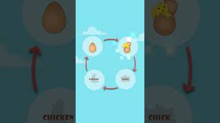 Chicken Life Cycle for Kids shorts [upl. by Rettig]