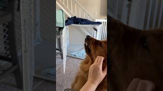 Golden retriever puppy Otis still has the same tickle spot 🤭 goldenretriever puppy funny tickle [upl. by Norb985]