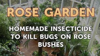 Homemade Insecticide to Kill Bugs on Rose Bushes [upl. by Nho]