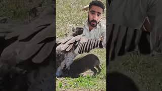 Eagle Swoops Down onto Warthog in Road eagles warthog latestsightings shortsvideo viral kruger [upl. by Aznola]