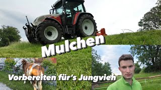 Jungvieh Weide herrichten  Milchkuh Weide Mulchen [upl. by Jary20]