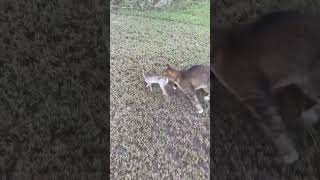 Our Bobcat House cat mix quotJoequot is a SAVAGE cat shorts [upl. by Nivrem]