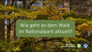 Klimawandel Totholz und Borkenkäfer  Wie geht es dem Wald im Nationalpark HunsrückHochwald [upl. by Deckert]