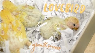 Lovebird growth process 🐣🐥🐤 splayed legs and how to fix it [upl. by Ahsilat]