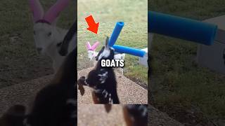 Goats fighting each other😰animals goat viralshorts fyp shorts [upl. by Meensat]