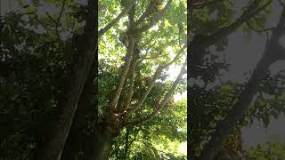 feeding my neighbors cecropia tree southflorida [upl. by Rawdan]