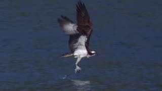 Osprey Hunts Fish in Slow Motion  Earth Unplugged [upl. by Alyled782]