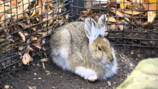 Creature Feature Snowshoe Hares [upl. by Andras326]