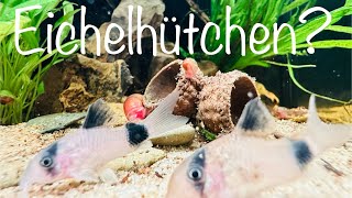 Eichelhütchen fürs Aquarium aquarium aquaristik [upl. by Nnateragram]