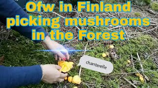 Ofw in Finland picking mushrooms in the forest [upl. by Marlee]