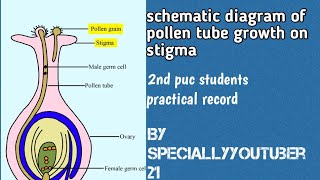 Pollen tube growth drawing for practical record 2nd puc [upl. by Aray34]