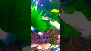 Chinese Algae Eater  Bristlenose Pleco  Molly Fish Guppy Fish Platy Fish [upl. by Forta987]